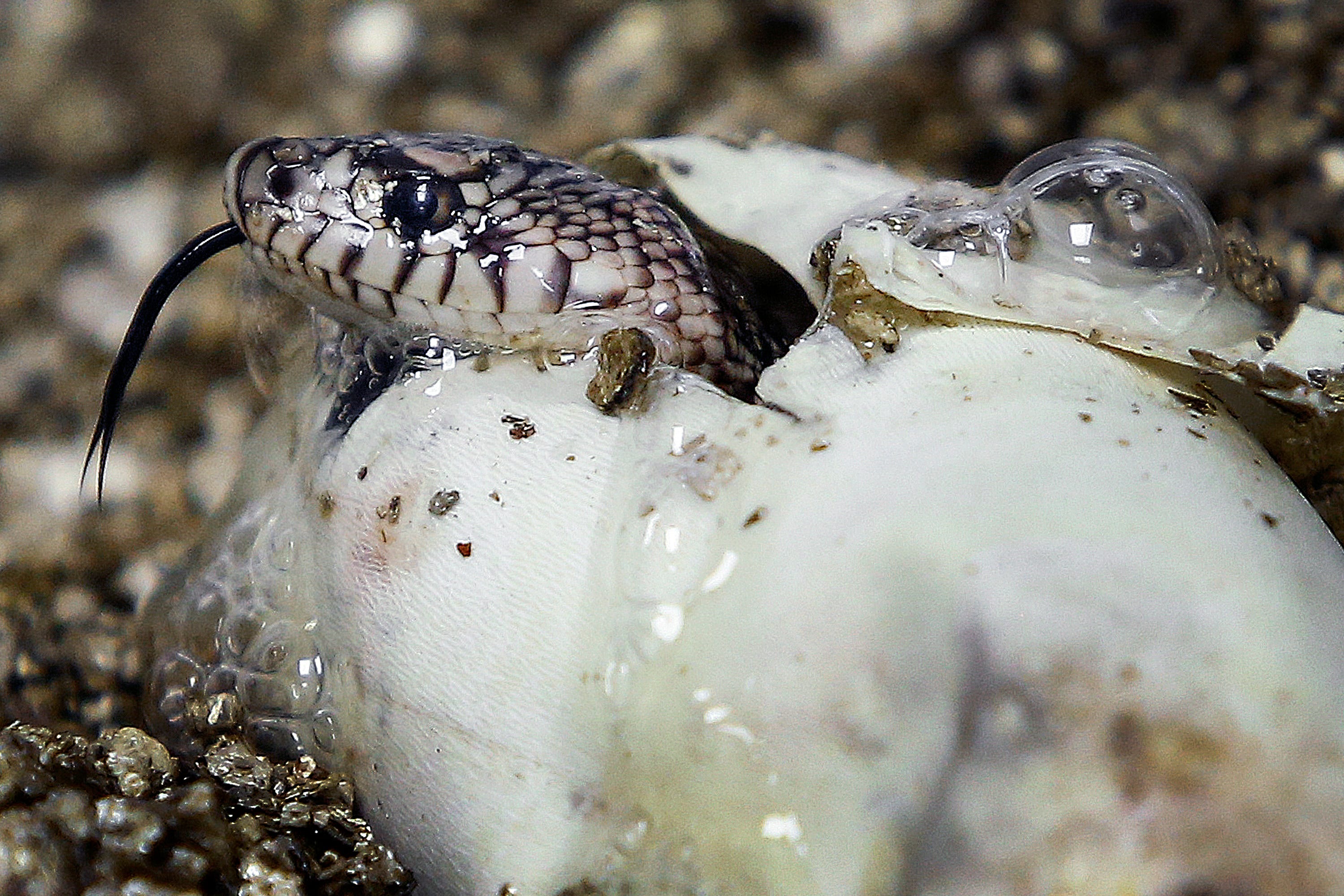 snake hatching